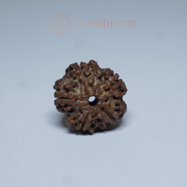 Five Mukhi पाँच मुखी