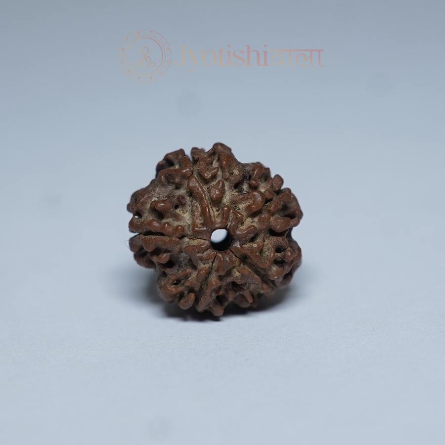 Five Mukhi पाँच मुखी