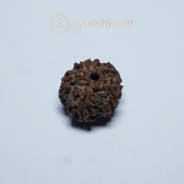 Five Mukhi पाँच मुखी - Image 2