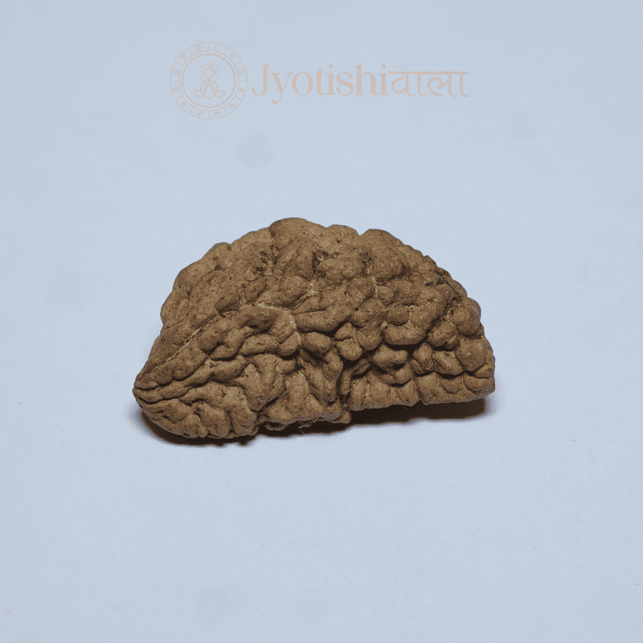One Mukhi Rudraksha