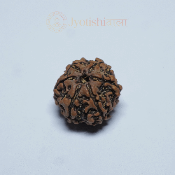 Six Mukhi Rudraksha
