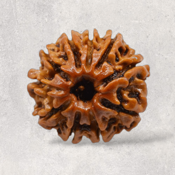 Ten Mukhi Rudraksha