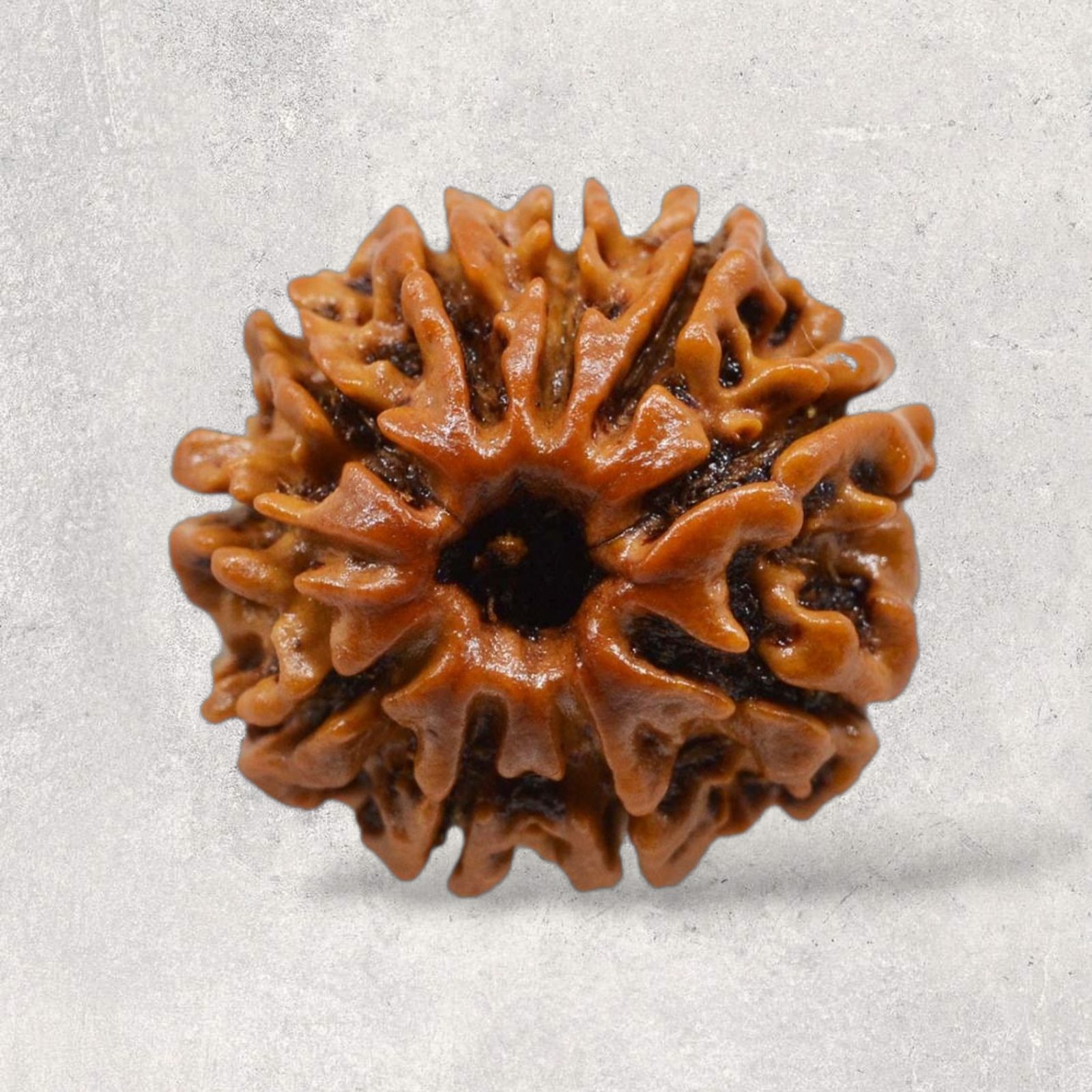 Ten Mukhi Rudraksha
