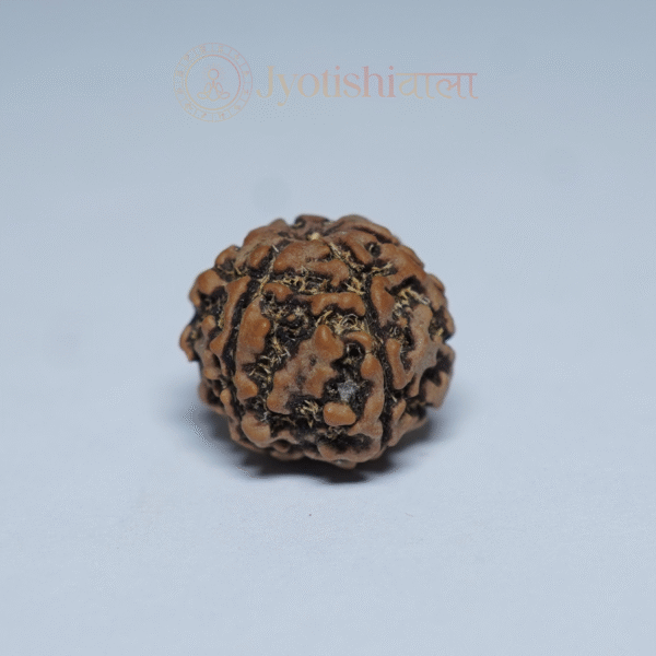 Six Mukhi Rudraksha