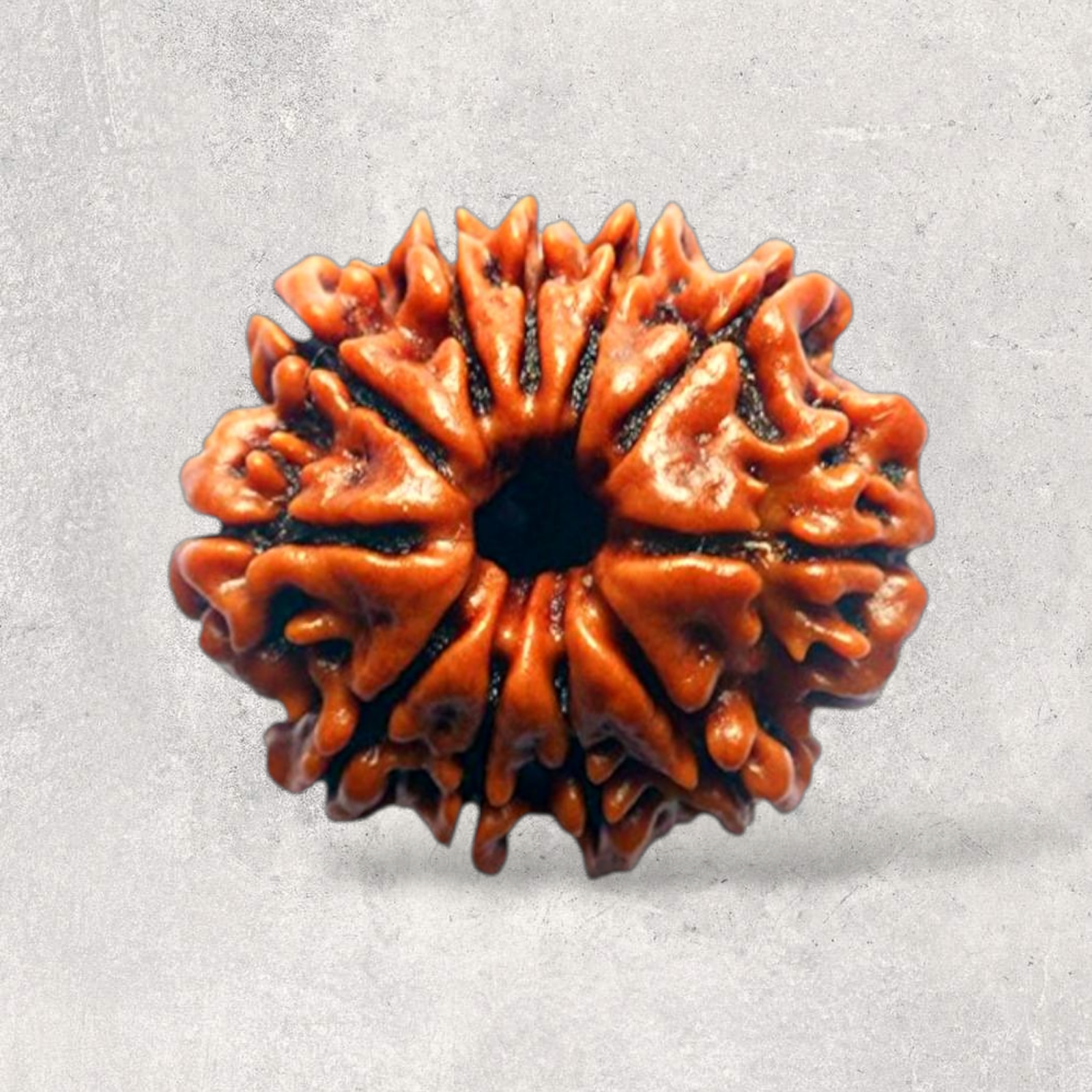 Eleven Mukhi Rudraksh