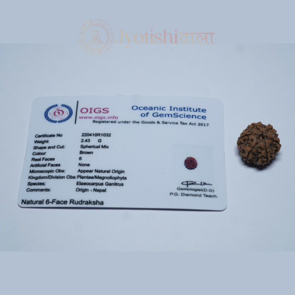 Six Mukhi Rudraksha