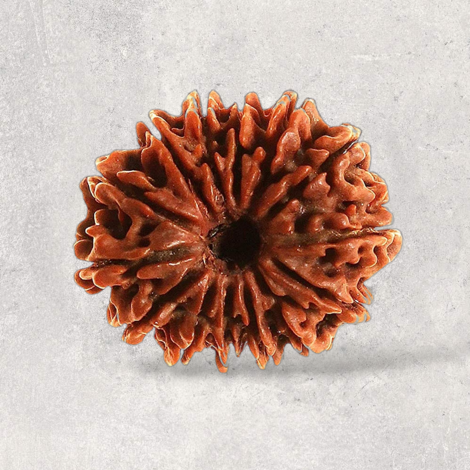 Fourteen Mukhi (Chaudah Mukhi)