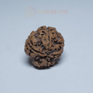 Four Mukhi Rudraksha