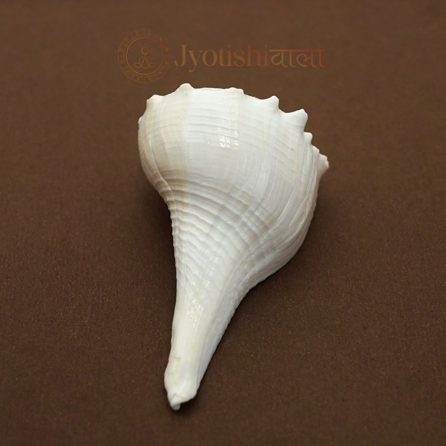 Dakshinavarti Shankh