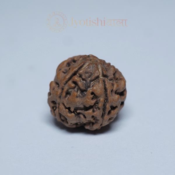Four Mukhi Rudraksha