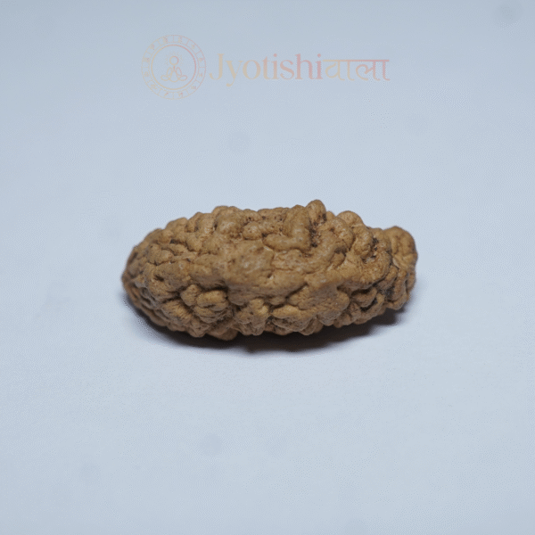 One Mukhi Rudraksha - Image 2