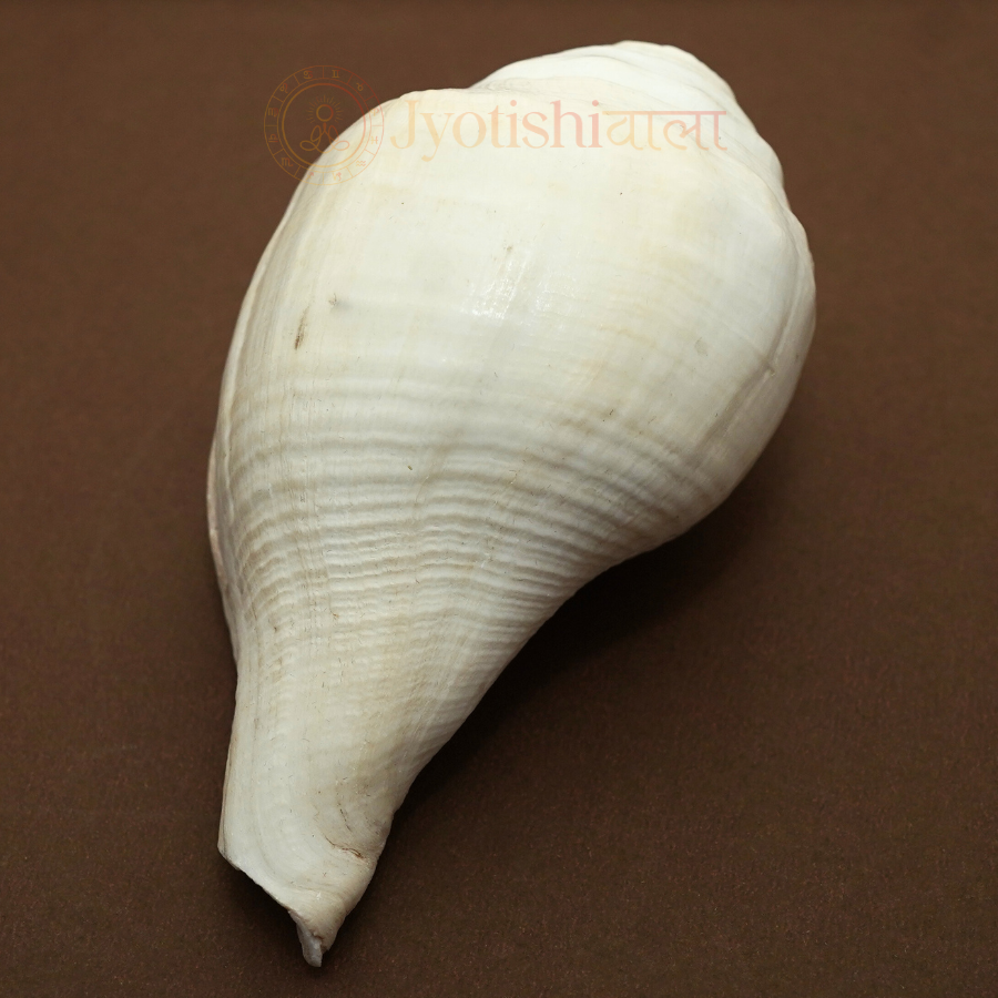 Vadakya Shank