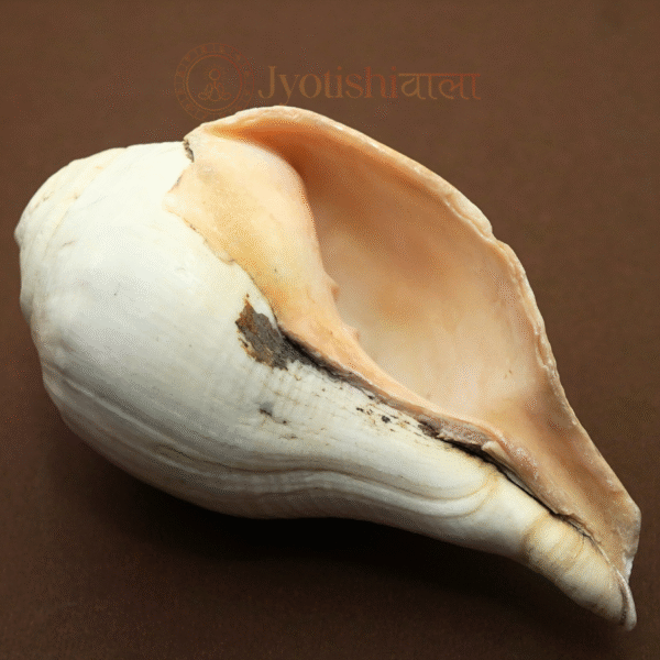 Vadakya Shank