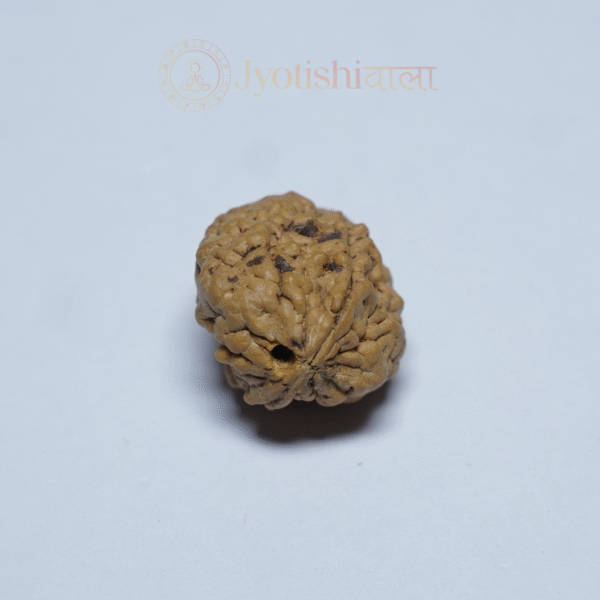 Two Mukhi Rudraksha