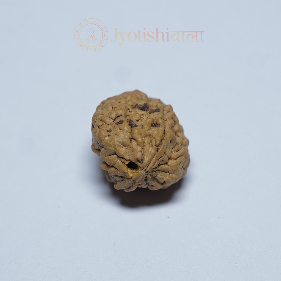 Two Mukhi Rudraksha