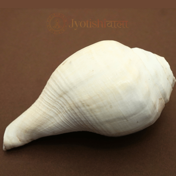 Vadakya Shank