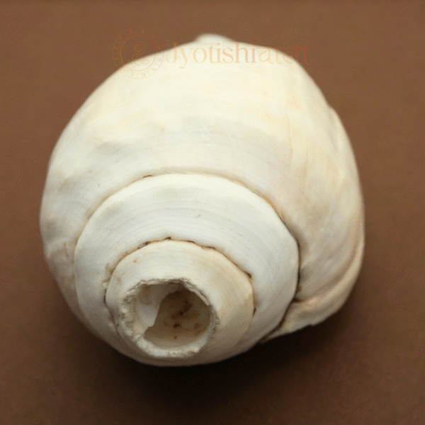 Vadakya Shank