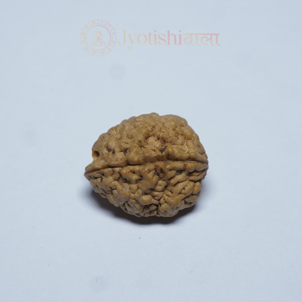 Two Mukhi Rudraksha