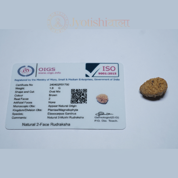 Two Mukhi Rudraksha