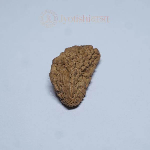 One Mukhi Rudraksha - Image 3