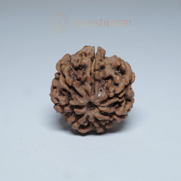 Seven Mukhi Rudraksha