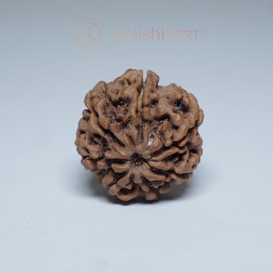 Seven Mukhi Rudraksha