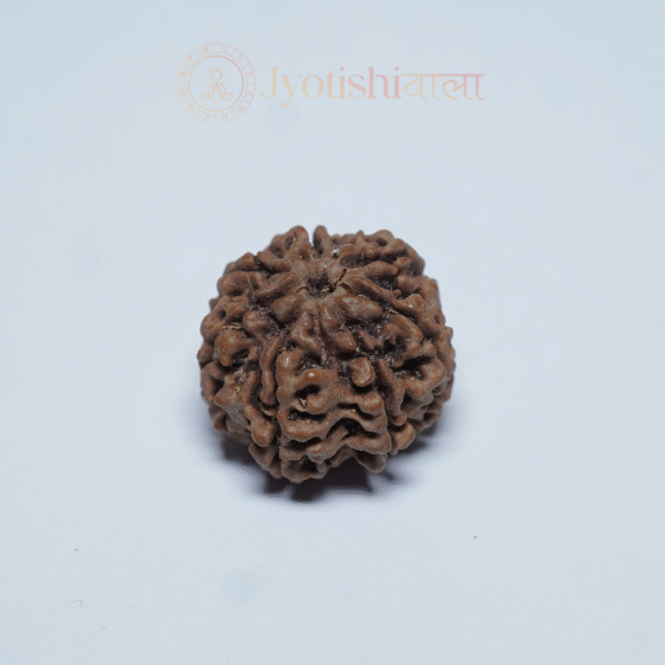 Seven Mukhi Rudraksha
