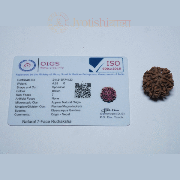 Seven Mukhi Rudraksha