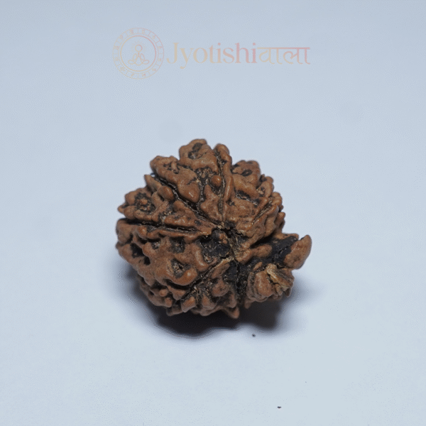 Ganesh Rudraksha