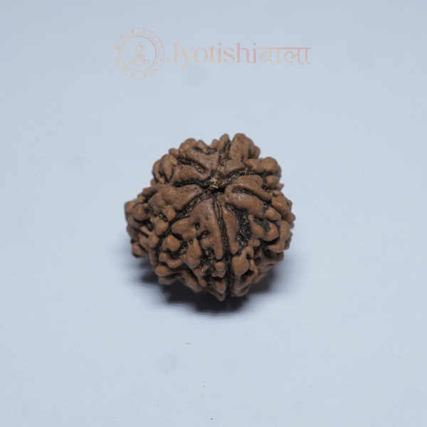Ganesh Rudraksha - Image 2
