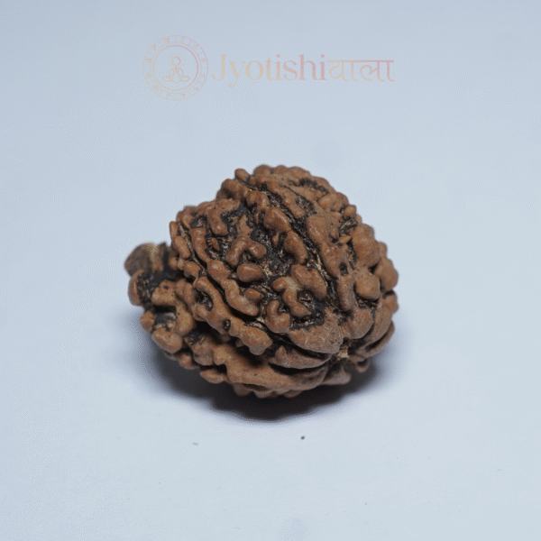 Ganesh Rudraksha - Image 3