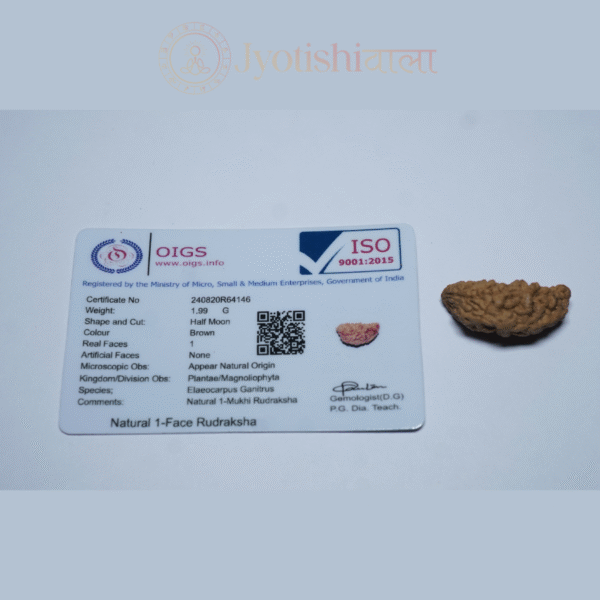 One Mukhi Rudraksha - Image 4
