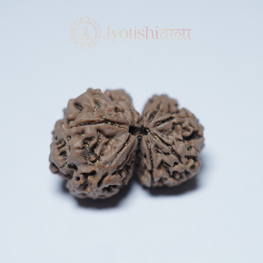 Gauri Shankar Rudraksha