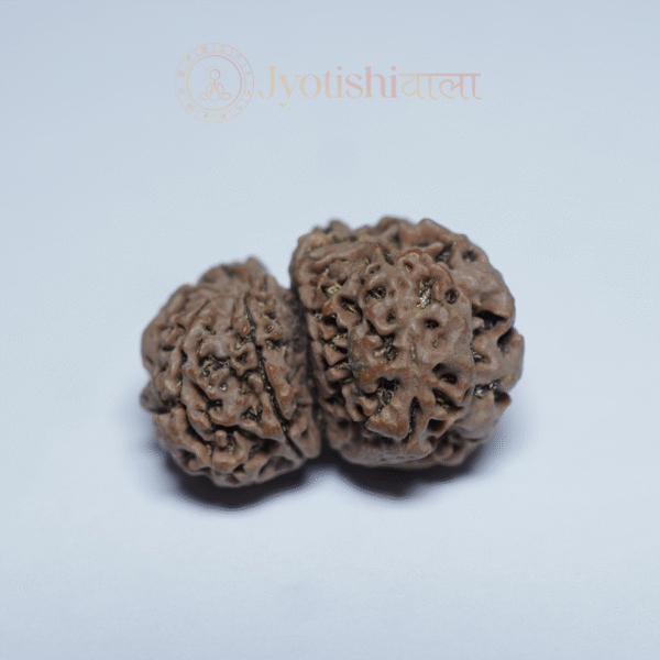 Gauri Shankar Rudraksha