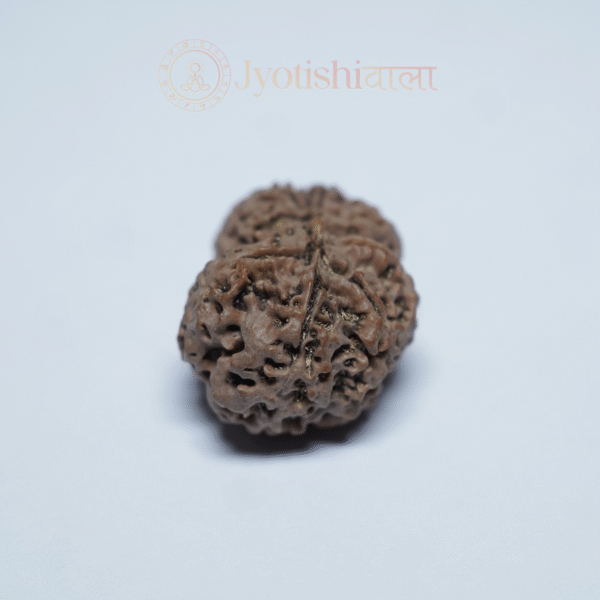 Gauri Shankar Rudraksha