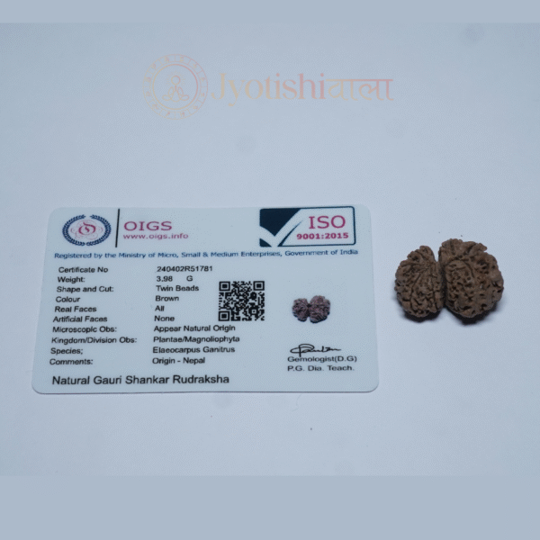 Gauri Shankar Rudraksha