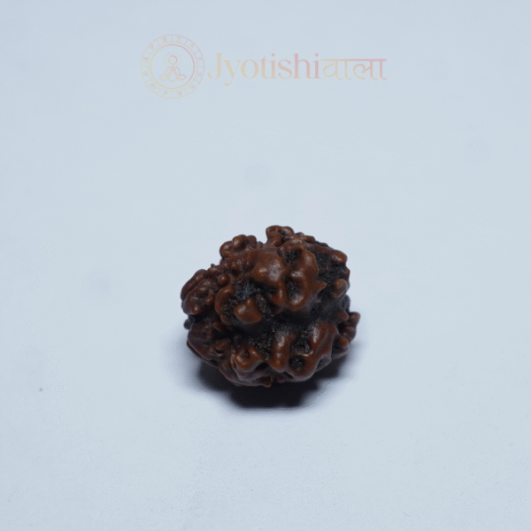 Teen Mukhi Rudraksha