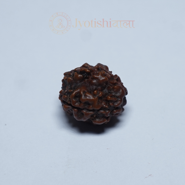 Teen Mukhi Rudraksha
