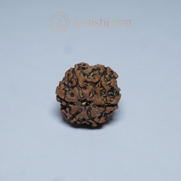 Six Mukhi Rudraksha