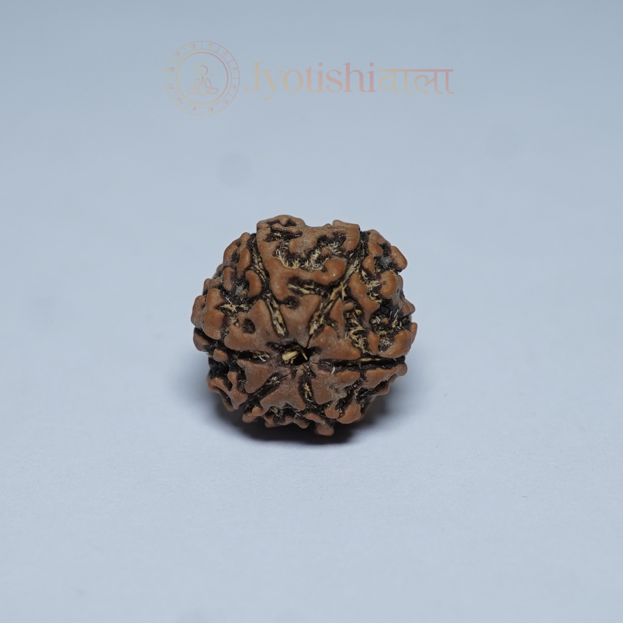 Six Mukhi Rudraksha